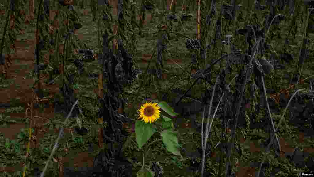 A sunflower blooms in a sunflower field as Russia's invasion of Ukraine continues, in Bakhmut, Ukraine.