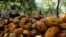FILE - Farmers break cocoa pods at a cocoa farm in Soubre, Ivory Coast, Jan. 6, 2021.