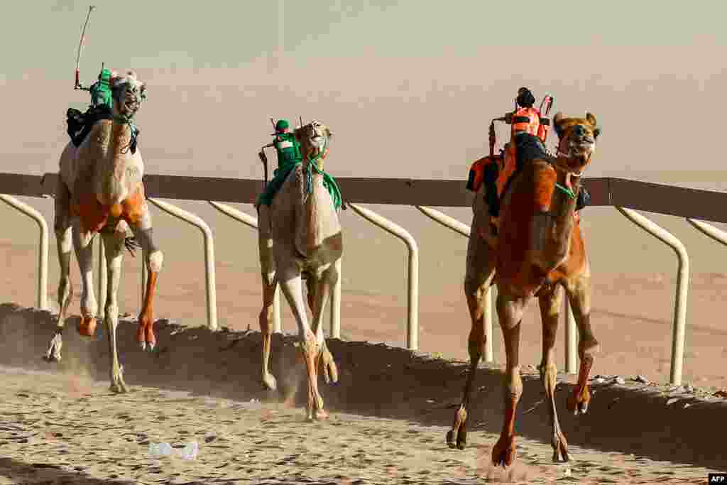 Camels ridden by robot jockeys take part in a race at the Sheikh Zayed race track in Disah in Jordan's southern Wadi Rum desert.