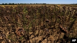 FILE - Sunflowers suffer from lack of water, as Europe is under an unusually extreme heat wave, in Beaumont du Gatinais, 60 miles south of Paris, France, Aug. 8, 2022.