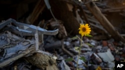 Sunflowers grow amid the rubble of a house bombed in May by Russians in Chernihiv, Ukraine, Aug. 29, 2022. The bombs destroyed the house, killing five members of a family sleeping inside of it.