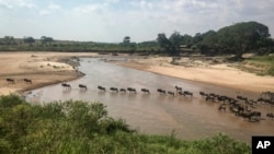 FILE - The annual migration of wildebeest from the Serengeti National park in Tanzania to the Maasai Mara national reserve in Kenya is seen from a drone in the Maasai Mara, July 22, 2020. (AP Photo/Joe Mwihia, File)
