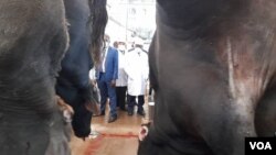 Some of the slaughtered beasts at the CSC facility in Bulawayo.