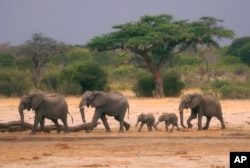 FILE — A herd of elephants make their way through the Hwange National Park, Zimbabwe, in search of water on Nov. 10, 2019. (AP Photo, File)