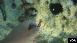 Gjuetia e paligjshme e daterit në Shqipëri