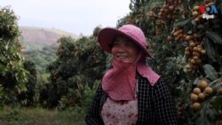 កសិករ​​និងអ្នកដឹកផ្លៃឈើ​នៅ​អាស៊ី​អាគ្នេយ៍​រងប៉ះពាល់​ដោយ​ការ​ប្រយុទ្ធ​ប្រឆាំង​កូវីដ​របស់​ចិន