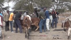 Hatua zinazochukuliwa na serikali ya Kenya kuwasaidia wafugaji