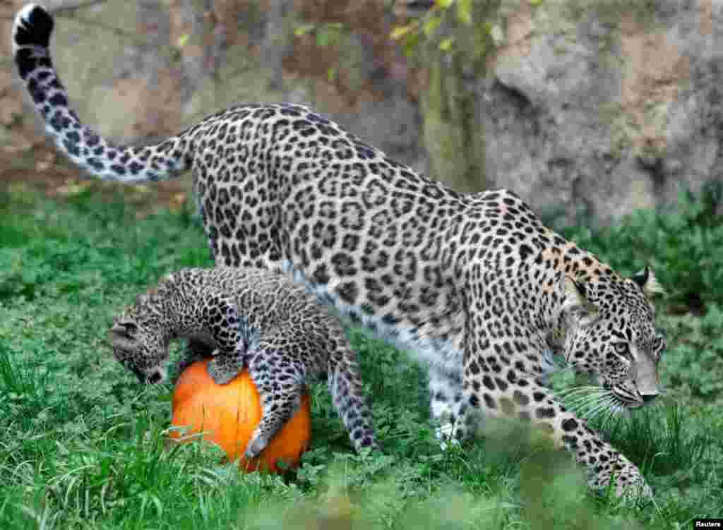 A newly born endangered Persian leopard cub plays with a pumpkin next to its mother Banu inside their enclosure at Dvur Kralove Zoo in Dvur Kralove nad Labem, Czech Republic, Oct. 24, 2022.