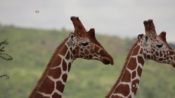 World Giraffe Day Brings Attention to Their Declining Numbers