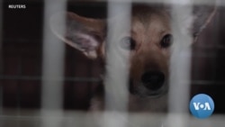 Animals Left in Ukraine as People Flee War 