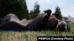 Dogs don't need marijuana to act a little high.