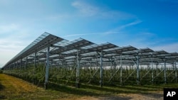 Solar panels are installed over an organic orchard in Gelsdorf, western Germany, Tuesday, Aug. 30, 2022. (AP Photo/Martin Meissner)