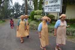 Pekerja di salah satu pabrik teh di Jawa Tengah. (Foto: VOA/dok)