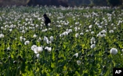 FILE - A villager walks in a flourishing poppy field at Nampatka village, Northern Shan state, Myanmar on Jan. 27, 2014.