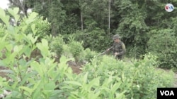 Policía colomiano en trabajos de fumigación de un cultivo de coca. [Foto: Camilo Álvarez, VOA]