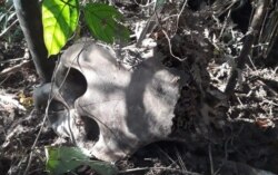 Tengkorak gajah Sumatra yang ditemukan di Desa Tuwi Pria, Kecamatan Pasie Raya, Kabupaten Aceh Jaya, Provinsi Aceh. Kamis 2 Januari 2019. (Courtesy: BKSDA Aceh)