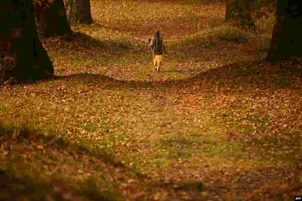 A woman walks amid maple trees at Nishat Garden in Srinagar, India.