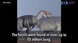  Scientists Find Dinosaur Fossils in Patagonia