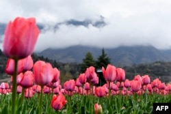 Tulips are pictured at the Indira Gandhi Memorial Tulip Garden, which claims to be Asia's largest, in Srinagar, Indian-controlled Kashmir, March 24, 2022. (Photo by TAUSEEF MUSTAFA / AFP)