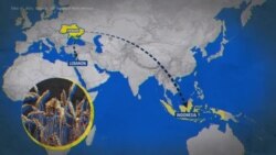 Глобалното влијание на руската инвазија