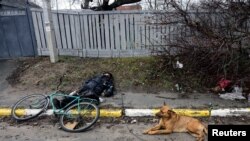 Pas leži pored tijela civila, kojeg su prema riječima stanovnika, ubili ruski vojnici u Buči, u regiji Kijev, Ukrajina, 3. aprila 2022.