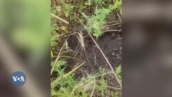 Mwanajeshi mstaafu wa Marekani asaidia kutegua mabomu Ukraine