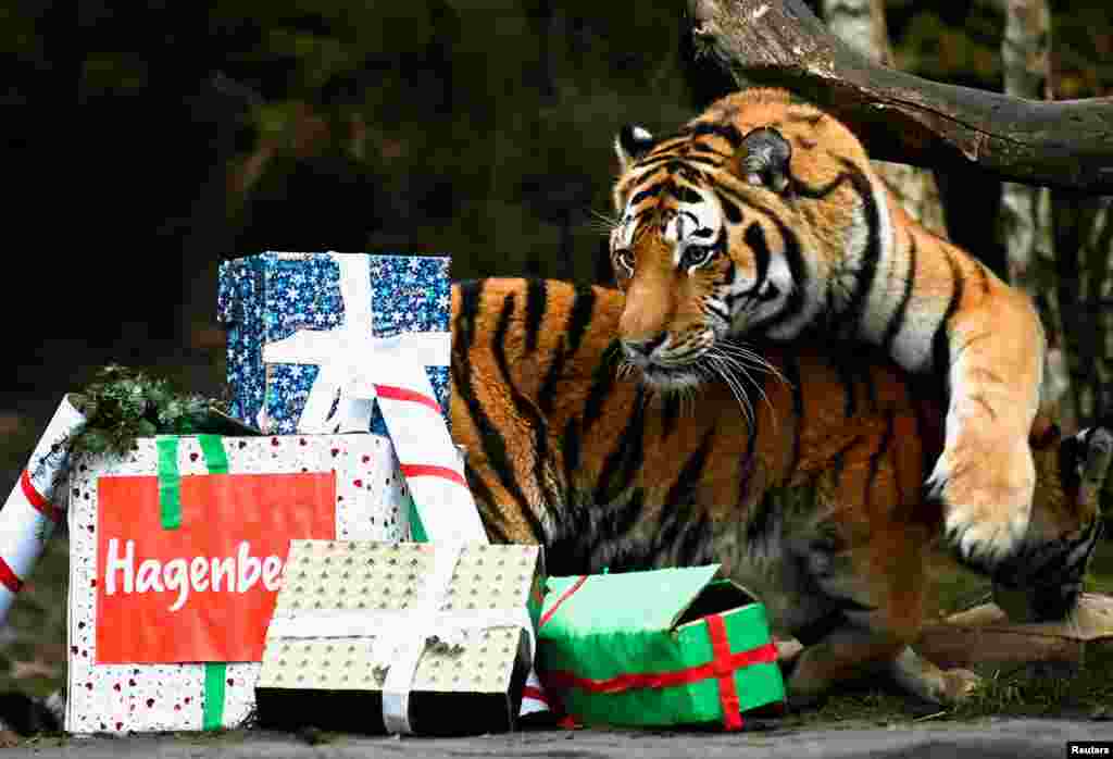 Tigers Maruschka and Yasha open up Christmas presents in their enclosure in Hagenbeck zoo in Hamburg, Germany.