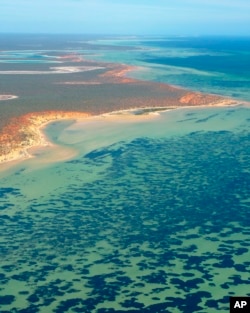 This October 2009 photo provided by The University Of Western Australia, shows part of the Posidonia australis seagrass meadow at Peron Peninsula in Australia's Shark Bay. (Angela Rossen/The University Of Western Australia via AP)