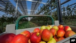 Solar panels are installed over an organic orchard in Gelsdorf, western Germany, Tuesday, Aug. 30, 2022. (AP Photo/Martin Meissner)