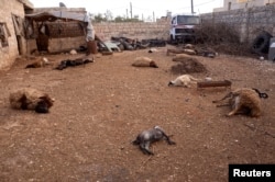 Bangkai hewan-hewan ternak tergeletak di tanah, dibunuh oleh apa yang dikatakan penduduk sebagai serangan senjata kimia beberapa hari sebelumnya, di Khan al-Assal, Suriah, 23 Maret 2013.