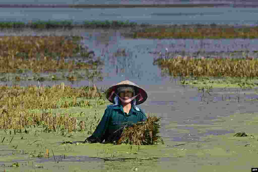 A farmer salvages the harvest from a flooded rice field in Hanoi's Chuong My district. Serious flooding in central Vietnam has killed three people and forced more than 10,000 residents to evacuate their homes, disaster officials said September 24.