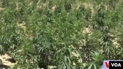 په پکتیا کې د کرهنې ریاست وايي چې د جرسو د کر د مخنوۍ لپاره هڅه کوي چې زعفران دود کړي. 