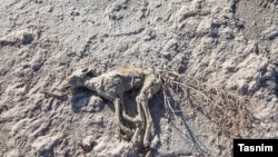 جهیل ارومیه