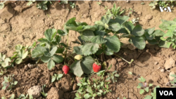 کشت توت زمینی بدیل مناسب برای دهقانان در بلخ