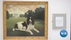 Dog Museum Pays Tribute to Man's Best Friend
