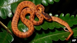 In this undated photo, a twin slug snake rests on a leaf. The twin slug snake is among 224 new species listed in the World Wildlife Fund's latest update on the Mekong region. (World Wildlife Foundation via AP)
