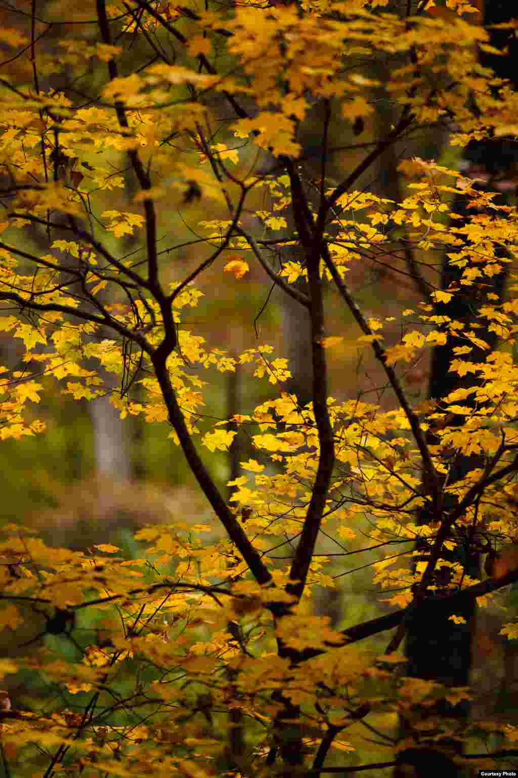 The leaves of a sugar maple start to yellow as winter approaches, Tyson Research Center, Washington University in St. Louis, Missouri. (Jonathan Myers)