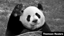 El panda adulto Da Mao, en una foto sin fecha determinada proporcionada por el Zoológico de Calgary, Canadá.