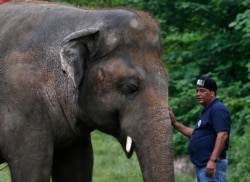 FILE - A Four Paws veterinarian is pictured with an elephant named Kaavan at the Maragzar Zoo in Islamabad, Pakistan, Sept. 4, 2020.