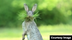 The Comedy Wildlife Photography Awards 2017, Olivier Colle, Bredene, Belgium. What's up doc? (Comedy Wildlife Photo Awards)