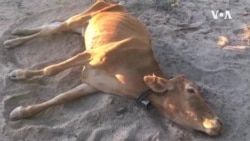 Agcwele Ndawana Yonke Amanqe Esidla Inkomo Ezifileyo eGwanda