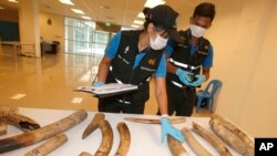 ក្រុម​មន្ត្រី​ពិនិត្យ​មើល​ភ្លុក​ដំរី​ដែល​រឹបអូស​បាន​នៅ​នាយកដ្ឋាន​គយ​ នៅ​ព្រលាន​យន្តហោះ​អន្តរជាតិ​ Suvarnabhumi នៅ​ក្នុង​ក្រុង​បាងកក ប្រទេស​ថៃ កាលពី​ថ្ងៃទី២២ ខែកញ្ញា ឆ្នាំ២០១៧។