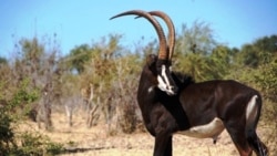 Especialistas analisam sobrevivência das Palancas Negras Gigantes – 2:50