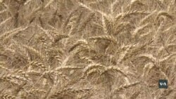 Чому американські фермери у розпачі. Відео