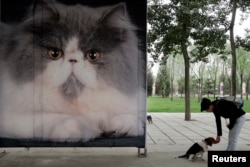 資料照：一名女子在北京一個公園樹立的貓糧廣告旁與她的寵物狗玩耍。