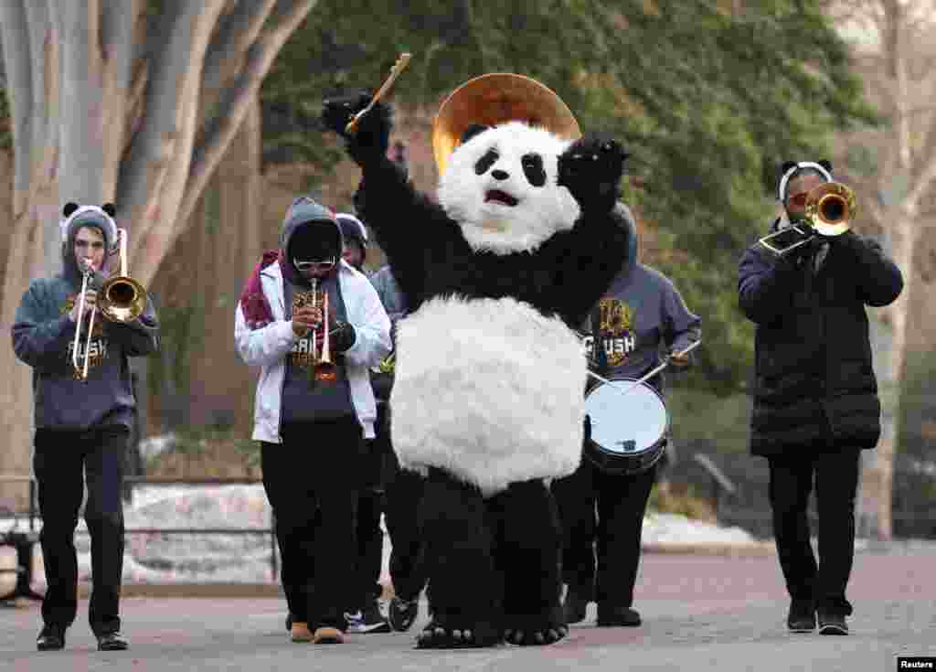 Durante la "presentación en sociedad" de la pareja de pandas, se realizaron actos de bienvenida con una banda musical y humanos vestidos con trajes de pandas.&nbsp;