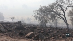 Лісові пожежі у Каліфорнії. Стихія частково знищила виноробну столицю США. Відео