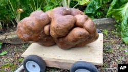A large potato sits on a trolly in a garden at Donna and Colin Craig-Browns home near Hamilton, New Zealand, Wednesday, Nov 3, 2021. (Donna Craig-Brown via AP)