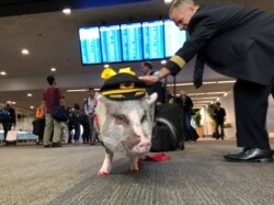 LiLou the therapy pig