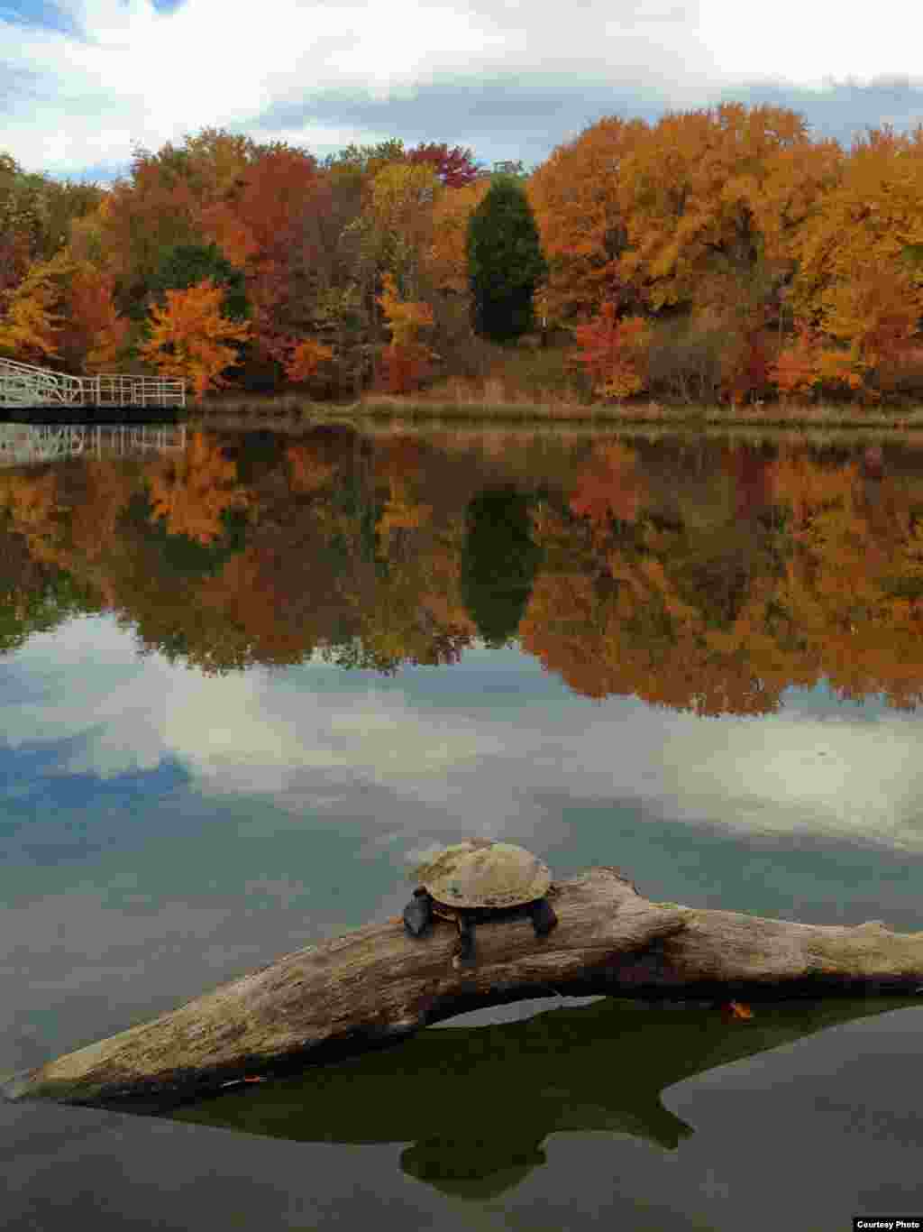A little turtle enjoys the sun on a chilly autumn day at a park in Springfield, Virginia. (Diaa Bekheet/VOA)